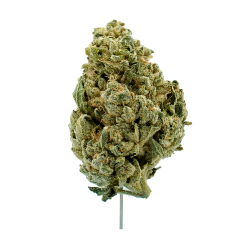 Rainforest Glace Strain