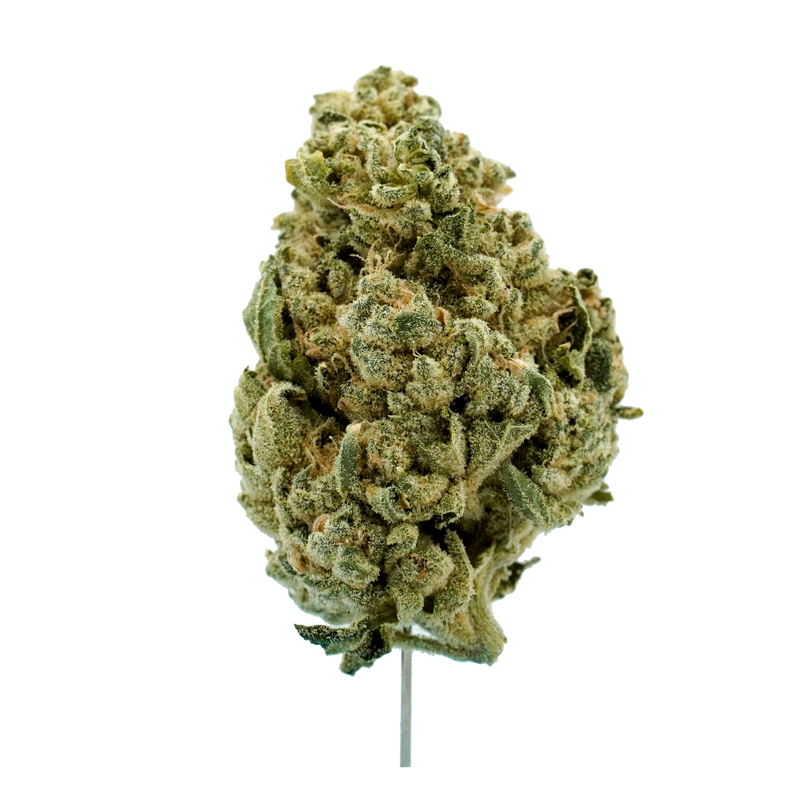 Rainforest Glace