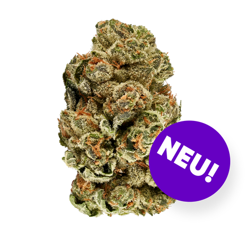 Cookies Oz Strain