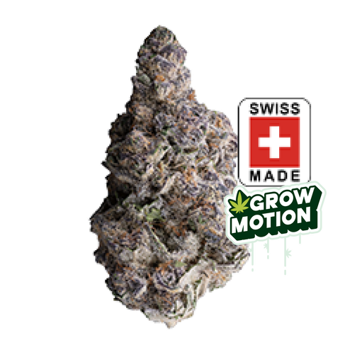 Super Buff Cherry Strain