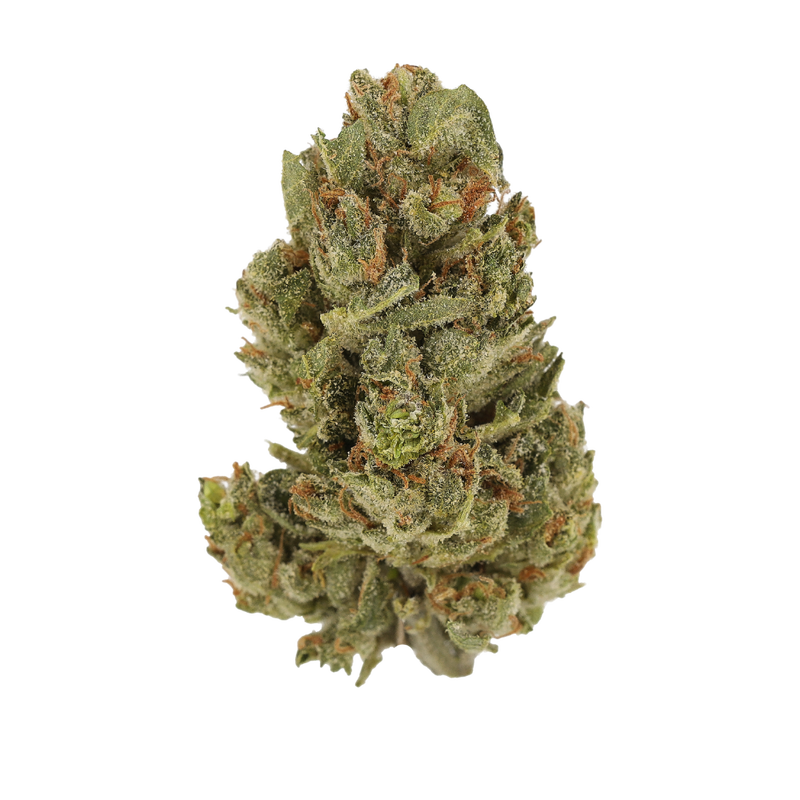 White Herer