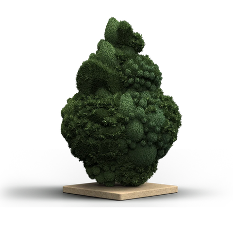 Cactus Breath Strain