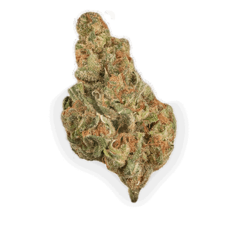 White Widow Strain
