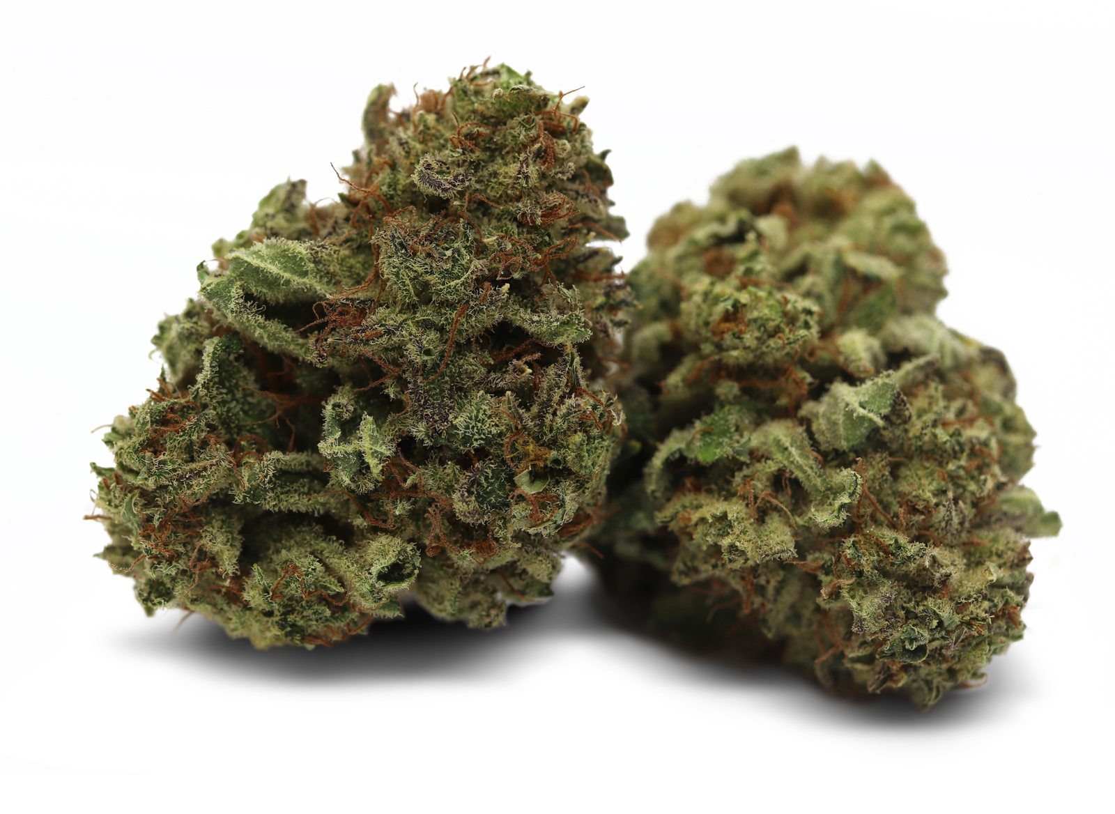 Tilray THC18 Spotlight Porto