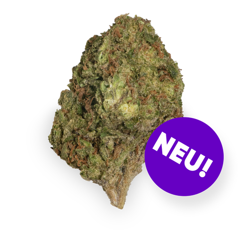 Caramel Apple Gelato Strain