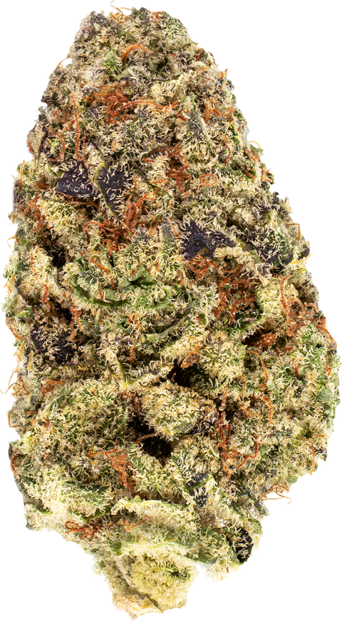 Queen Sangria Strain