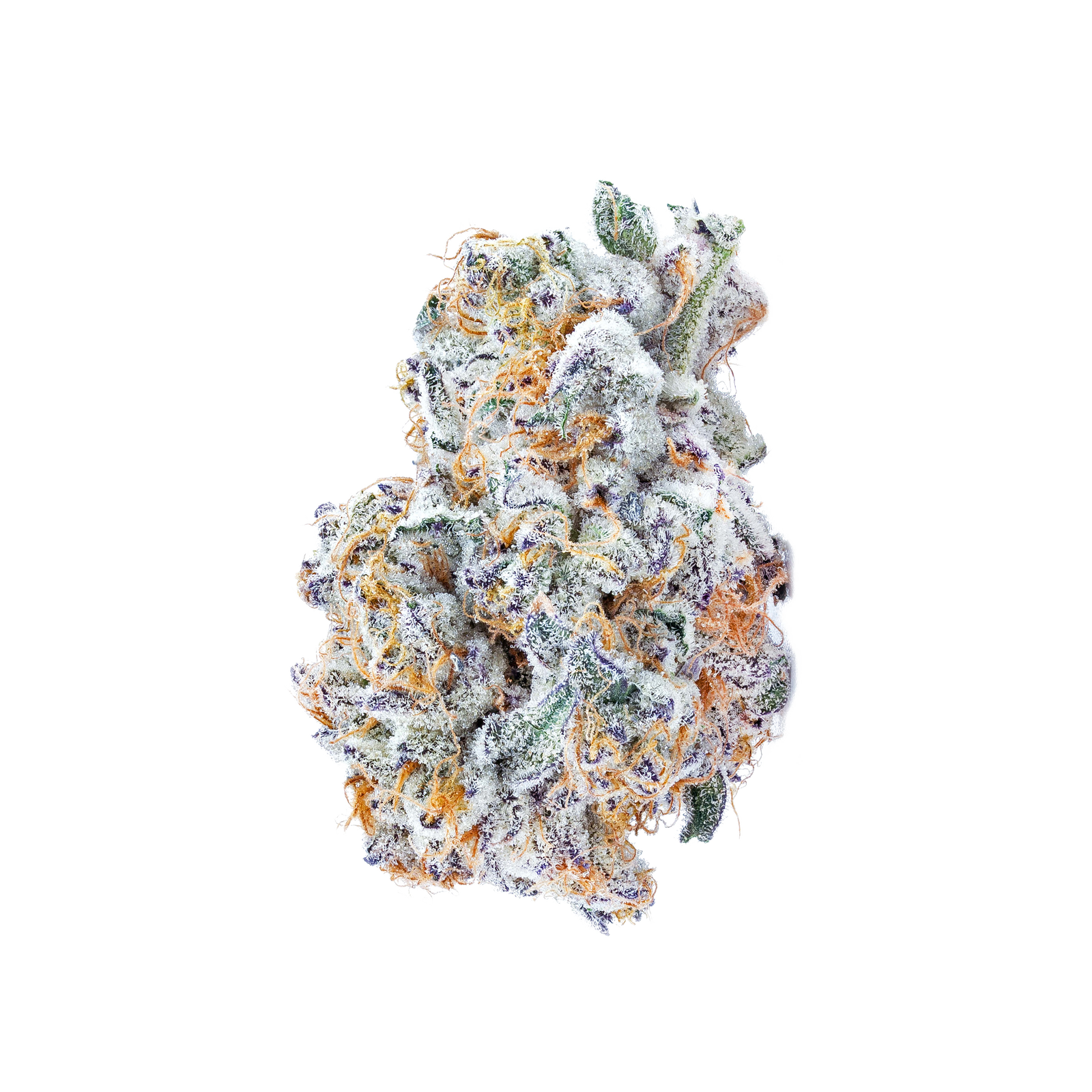 Avaay Signature 23/1 BYY