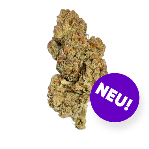 Lorito Strain