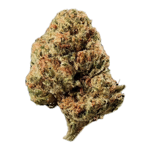 Orange Sherbet Strain