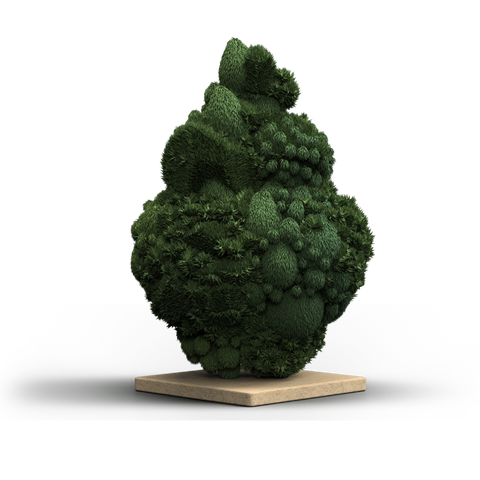 Frosted Giant Strain