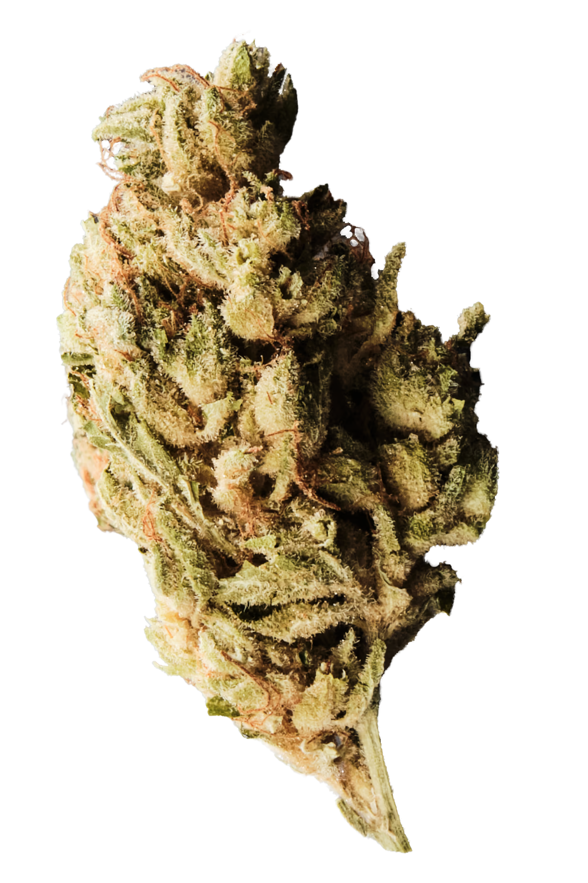 420 Evolution 27/1 CA BUL