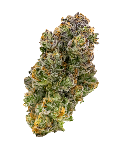 Hokuzai Strain