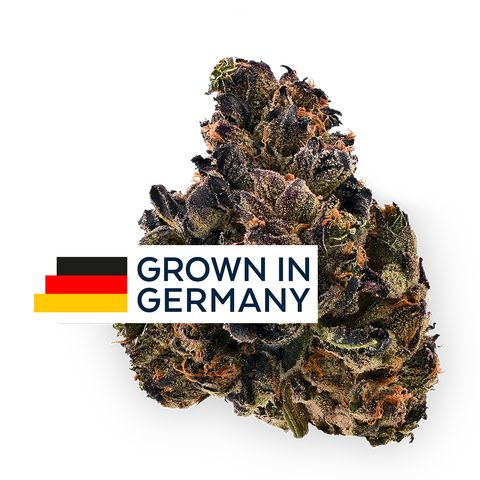 Ice Cream Cake Strain