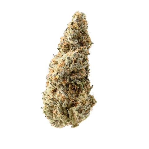 BISCOTTI × MENDO PURPS Strain