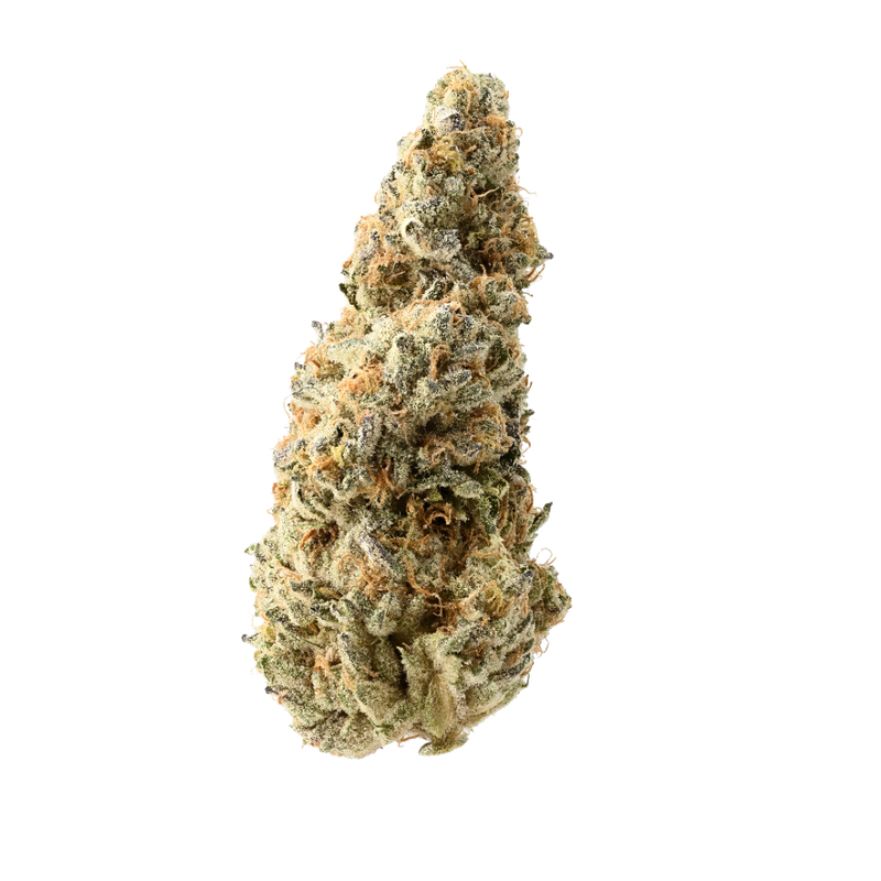 BISCOTTI × MENDO PURPS