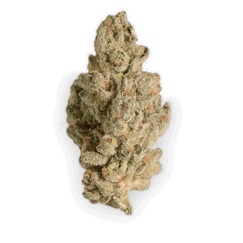 Gorilla Glue 4 Strain