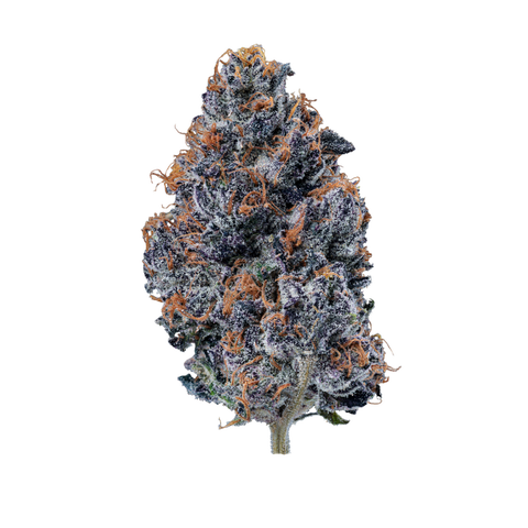 Selene Strain