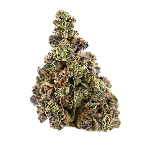 Gary Payton X Scotty2hotty Strain