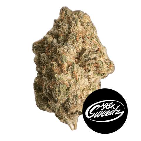 RS11 Strain