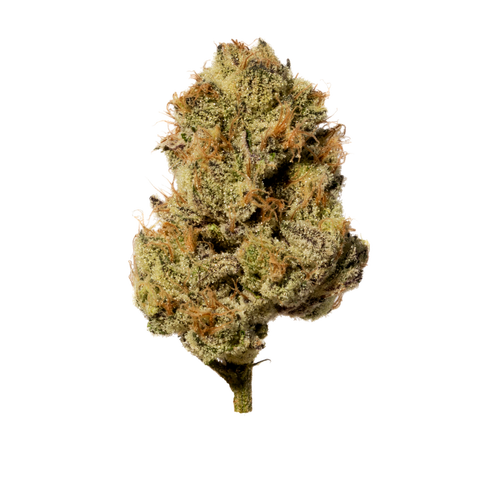 Minty GMO Strain