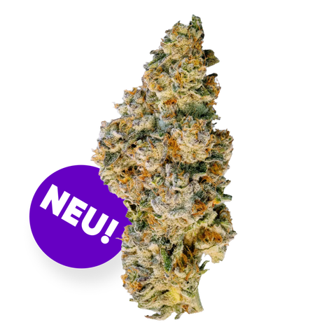 98 Aloha White Widow X Trainwreck Strain
