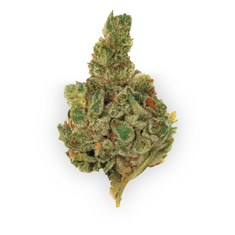 Gorilla Glue
