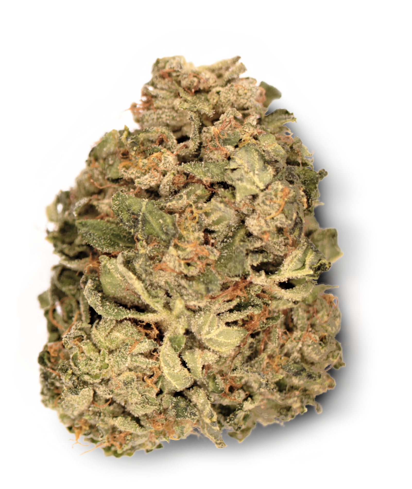 Tilray THC 18 Spotlight Porto