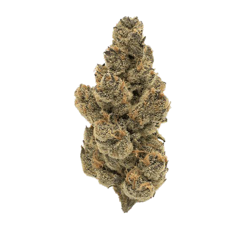 Honey Suckle Strain