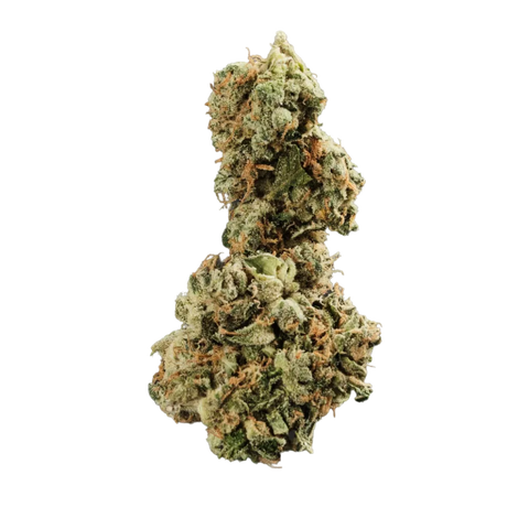 GMO Strain