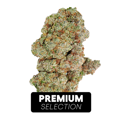 Ocean Grown Cookies Strain