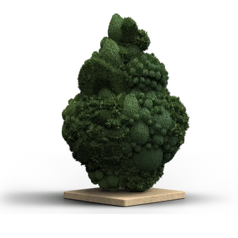 Calamansi Strain