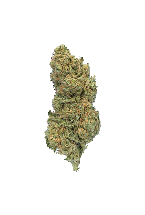 Gelly Popper Strain