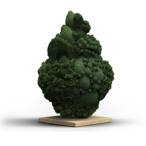 Tropic Candy Strain