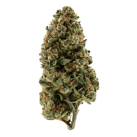 Orange Juice X Girl Scout Cookies Strain