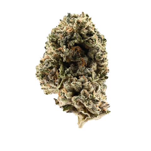 Gelato × Kush Mints Strain