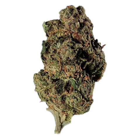Goldkirsch Strain